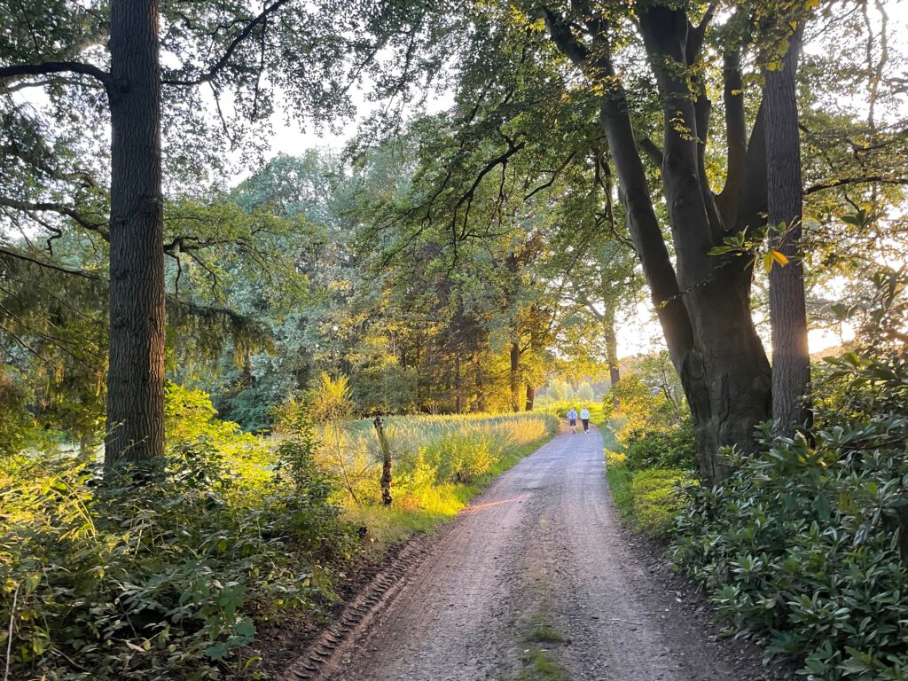 pexels-photo-20813941-20813941 Beautiful sunlit dirt road with trees and people walking in Enschede, Netherlands.